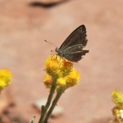 Zizina otis (Common Grass-Blue) at Aranda, ACT - 19 Jan 2021 by KMcCue