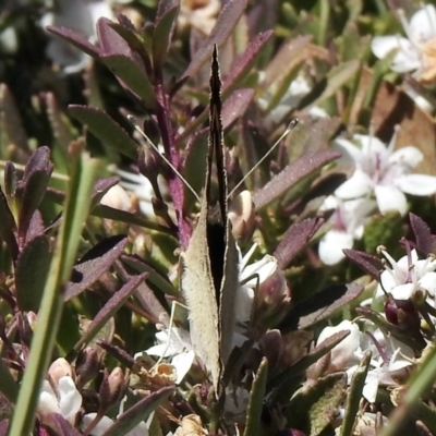 Junonia villida (Meadow Argus) at Aranda, ACT - 19 Jan 2021 by KMcCue