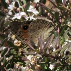 Junonia villida at Aranda, ACT - 19 Jan 2021