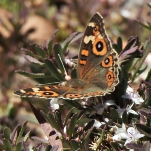 Junonia villida at Aranda, ACT - 19 Jan 2021