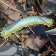 Opodiphthera eucalypti (Emperor Gum Moth) at Booth, ACT - 19 Jan 2021 by Roger