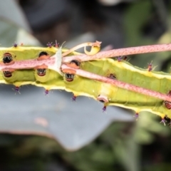 Opodiphthera eucalypti at Booth, ACT - 19 Jan 2021