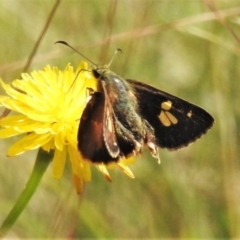 Timoconia flammeata (Bright Shield-skipper) at Uriarra, NSW - 19 Jan 2021 by JohnBundock