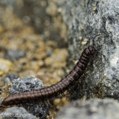 Paradoxosomatidae sp. (family) (Millipede) at Tharwa, ACT - 8 Nov 2020 by BIrdsinCanberra