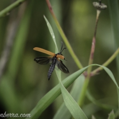 Porrostoma rhipidium (Long-nosed Lycid (Net-winged) beetle) at Tharwa, ACT - 7 Nov 2020 by BIrdsinCanberra