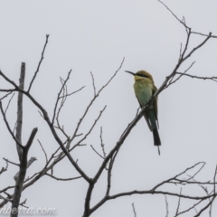 Merops ornatus (Rainbow Bee-eater) at Tharwa, ACT - 8 Nov 2020 by JonSteinbeck