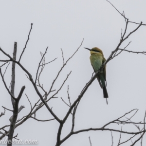 Merops ornatus at Tharwa, ACT - 8 Nov 2020