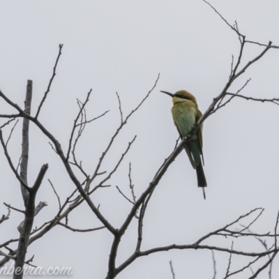 Merops ornatus (Rainbow Bee-eater) at Tharwa, ACT - 7 Nov 2020 by BIrdsinCanberra