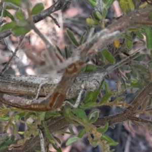 Coryphistes ruricola at Downer, ACT - 19 Jan 2021