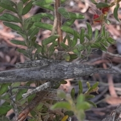 Coryphistes ruricola at Downer, ACT - 19 Jan 2021