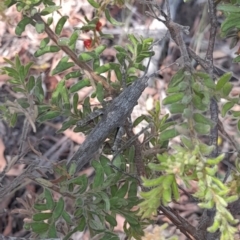 Coryphistes ruricola at Downer, ACT - 19 Jan 2021