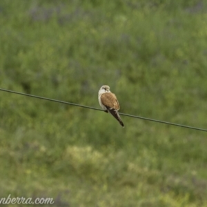 Falco cenchroides at Tharwa, ACT - 8 Nov 2020 08:45 AM