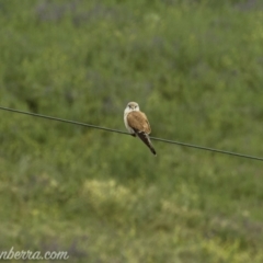 Falco cenchroides at Tharwa, ACT - 8 Nov 2020