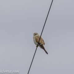 Falco cenchroides at Tharwa, ACT - 8 Nov 2020 08:45 AM