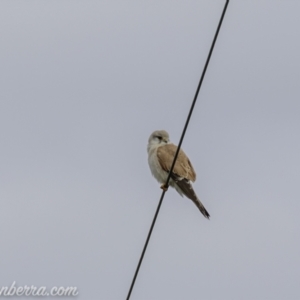 Falco cenchroides at Tharwa, ACT - 8 Nov 2020 08:45 AM