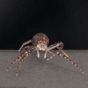 Tmarus marmoreus at Paddys River, ACT - 19 Jan 2021