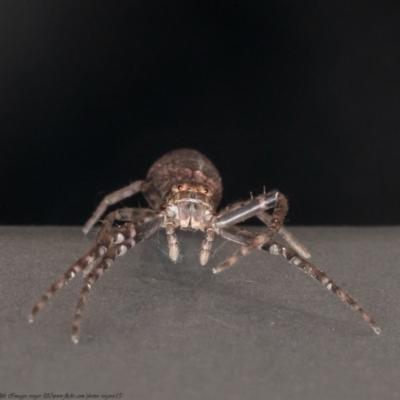 Tmarus marmoreus (Marbled crab spider) at Paddys River, ACT - 19 Jan 2021 by Roger