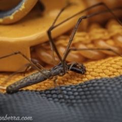 Tetragnatha sp. (genus) at Tharwa, ACT - 22 Nov 2020