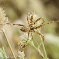 Backobourkia (genus) (An orb weaver) at Paddys River, ACT - 22 Nov 2020 by JonSteinbeck