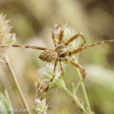 Backobourkia (genus) (An orb weaver) at Paddys River, ACT - 22 Nov 2020 by JonSteinbeck