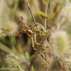 Backobourkia sp. (genus) at Paddys River, ACT - 22 Nov 2020