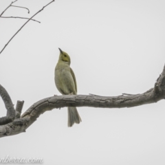 Ptilotula penicillata (White-plumed Honeyeater) at Paddys River, ACT - 21 Nov 2020 by BIrdsinCanberra