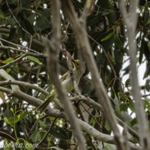 Ptilotula penicillata at Paddys River, ACT - 22 Nov 2020