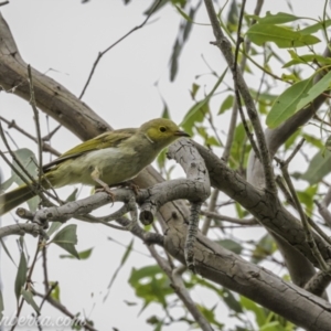 Ptilotula penicillata at Paddys River, ACT - 22 Nov 2020