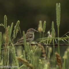 Passer domesticus (House Sparrow) at Paddys River, ACT - 21 Nov 2020 by BIrdsinCanberra