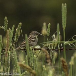 Passer domesticus at Paddys River, ACT - 22 Nov 2020