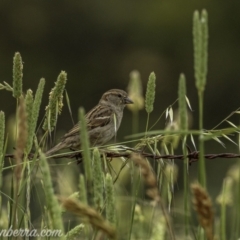 Passer domesticus at Paddys River, ACT - 22 Nov 2020