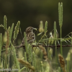 Passer domesticus at Paddys River, ACT - 22 Nov 2020