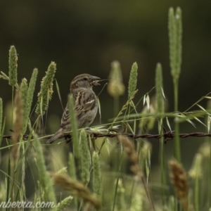 Passer domesticus at Paddys River, ACT - 22 Nov 2020