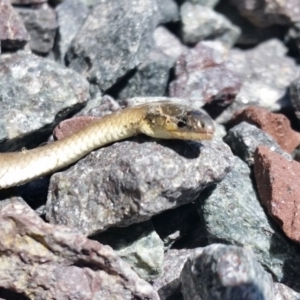 Delma inornata at Yass River, NSW - 19 Jan 2021