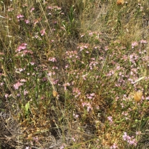 Centaurium sp. at Garran, ACT - 6 Mar 2017