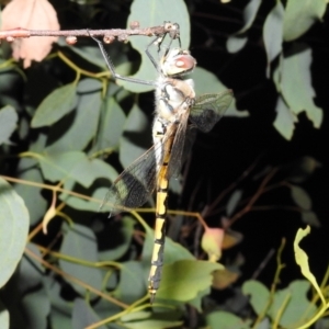 Hemicordulia tau at Tuggeranong DC, ACT - 16 Jan 2021