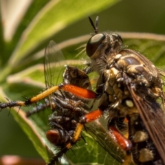 Thereutria amaraca (Spine-legged Robber Fly) at Ainslie, ACT - 19 Jan 2021 by trevsci