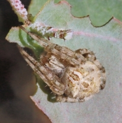 Backobourkia (genus) (An orb weaver) at O'Connor, ACT - 18 Jan 2021 by ConBoekel