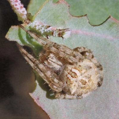 Backobourkia sp. (genus) (An orb weaver) at O'Connor, ACT - 17 Jan 2021 by ConBoekel