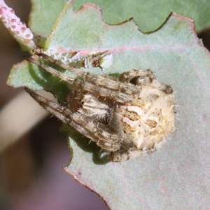 Backobourkia sp. (genus) at O'Connor, ACT - 18 Jan 2021