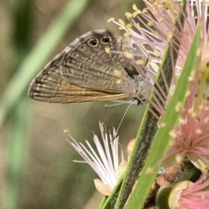 Nacaduba biocellata at Murrumbateman, NSW - 19 Jan 2021 03:18 PM