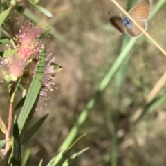 Nacaduba biocellata at Murrumbateman, NSW - 19 Jan 2021