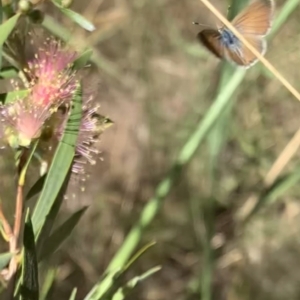 Nacaduba biocellata at Murrumbateman, NSW - 19 Jan 2021