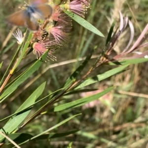 Nacaduba biocellata at Murrumbateman, NSW - 19 Jan 2021