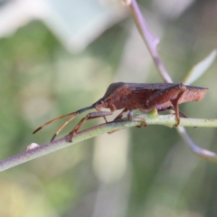 Amorbus sp. (genus) (Eucalyptus Tip bug) at O'Connor, ACT - 18 Jan 2021 by ConBoekel