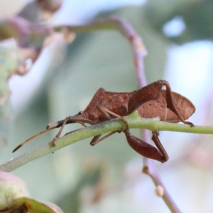 Amorbus sp. (genus) at O'Connor, ACT - 18 Jan 2021