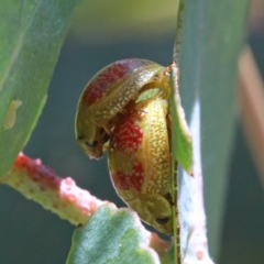 Paropsisterna fastidiosa (Eucalyptus leaf beetle) at O'Connor, ACT - 18 Jan 2021 by ConBoekel