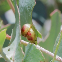 Paropsisterna fastidiosa at O'Connor, ACT - 18 Jan 2021