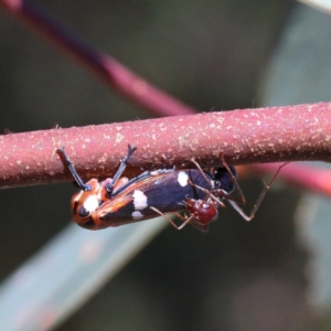 Eurymela fenestrata at O'Connor, ACT - 18 Jan 2021 10:42 AM