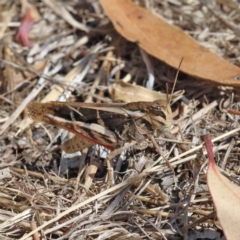 Gastrimargus musicus (Yellow-winged Locust or Grasshopper) at O'Connor, ACT - 17 Jan 2021 by ConBoekel